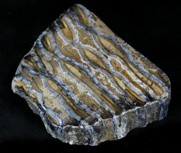Polished Mammoth Molar Section - North Sea Deposits #23262